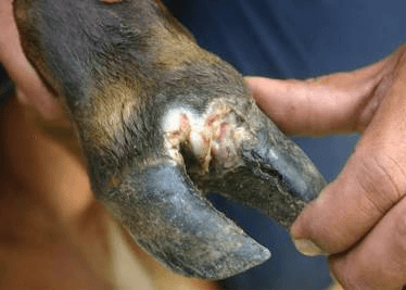 Animal Husbandry Foot and Mouth Disease - FMD 