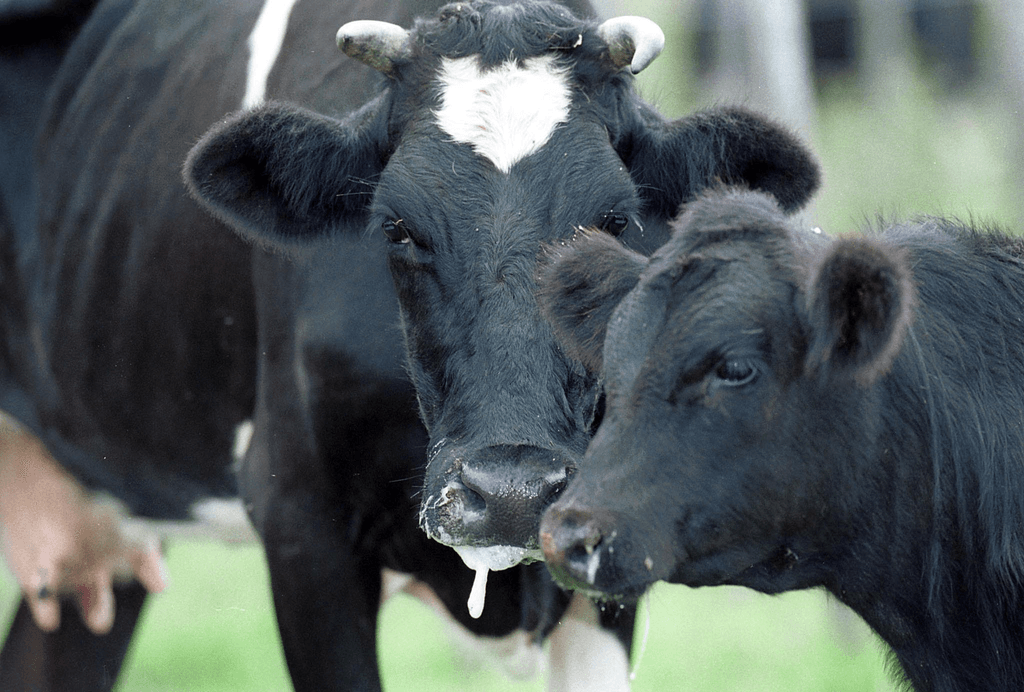 Animal Husbandry Foot and Mouth Disease - FMD 